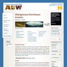 Osteoglossum bicirrhosum: Information