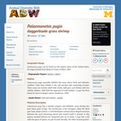 Palaemonetes pugio: Information