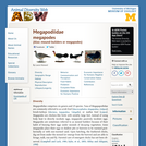 Megapodiidae: Information