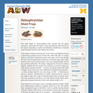 Heleophrynidae: Information