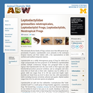 Leptodactylidae: Information