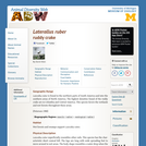 Laterallus ruber: Information