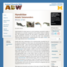 Hynobiidae: Information