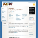 Indridae: Information