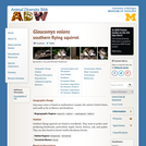 Glaucomys volans: Information