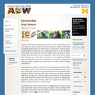 Lemuridae: Information