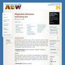 Megachile latimanus: Information