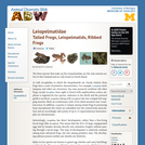 Leiopelmatidae: Information