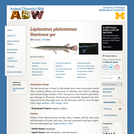 Lepisosteus platostomus: Information