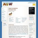 Lepus europaeus: Information