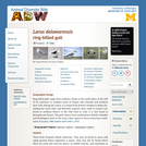 Larus delawarensis: Information