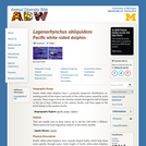 Lagenorhynchus obliquidens: Information