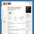 Macroscelides proboscideus: Information