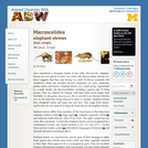 Macroscelidea: Information