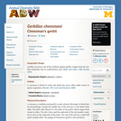 Gerbillus cheesmani: Information