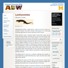 Lanthanotidae: Information