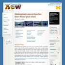 Globicephala macrorhynchus: Information