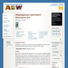 Megaloglossus woermanni: Information