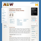 Lagothrix lagotricha: Information