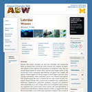 Labridae: Information