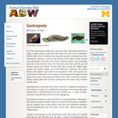 Gastropoda: Information