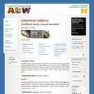 Lasiorhinus latifrons: Information