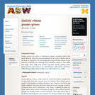 Galictis vittata: Information