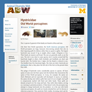 Hystricidae: Information