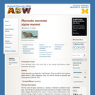 Marmota marmota: Information