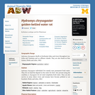 Hydromys chrysogaster: Information