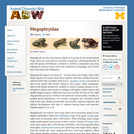 Megophryidae: Information