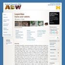 Leporidae: Information