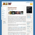 Megadermatidae: Information