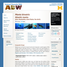 Manta birostris: Information