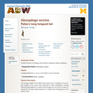 Glossophaga soricina: Information