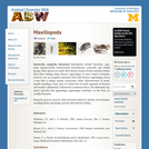 Maxillopoda: Information