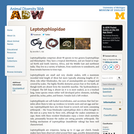 Leptotyphlopidae: Information