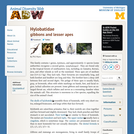 Hylobatidae: Information