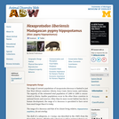 Hexaprotodon liberiensis: Information