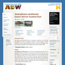 Gastrophryne carolinensis: Information