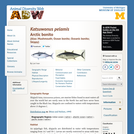 Katsuwonus pelamis: Information