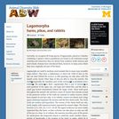 Lagomorpha: Information