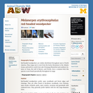 Melanerpes erythrocephalus: Information