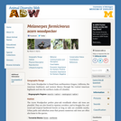 Melanerpes formicivorus: Information