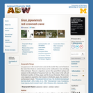 Grus japonensis: Information