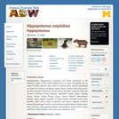 Hippopotamus amphibius: Information