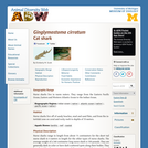 Ginglymostoma cirratum: Information
