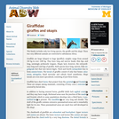 Giraffidae: Information