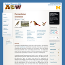 Furnariidae: Information