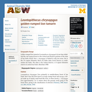 Leontopithecus chrysopygus: Information